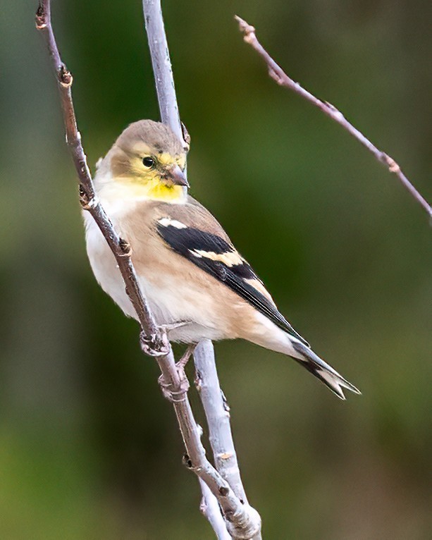 American Goldfinch - ML645786608