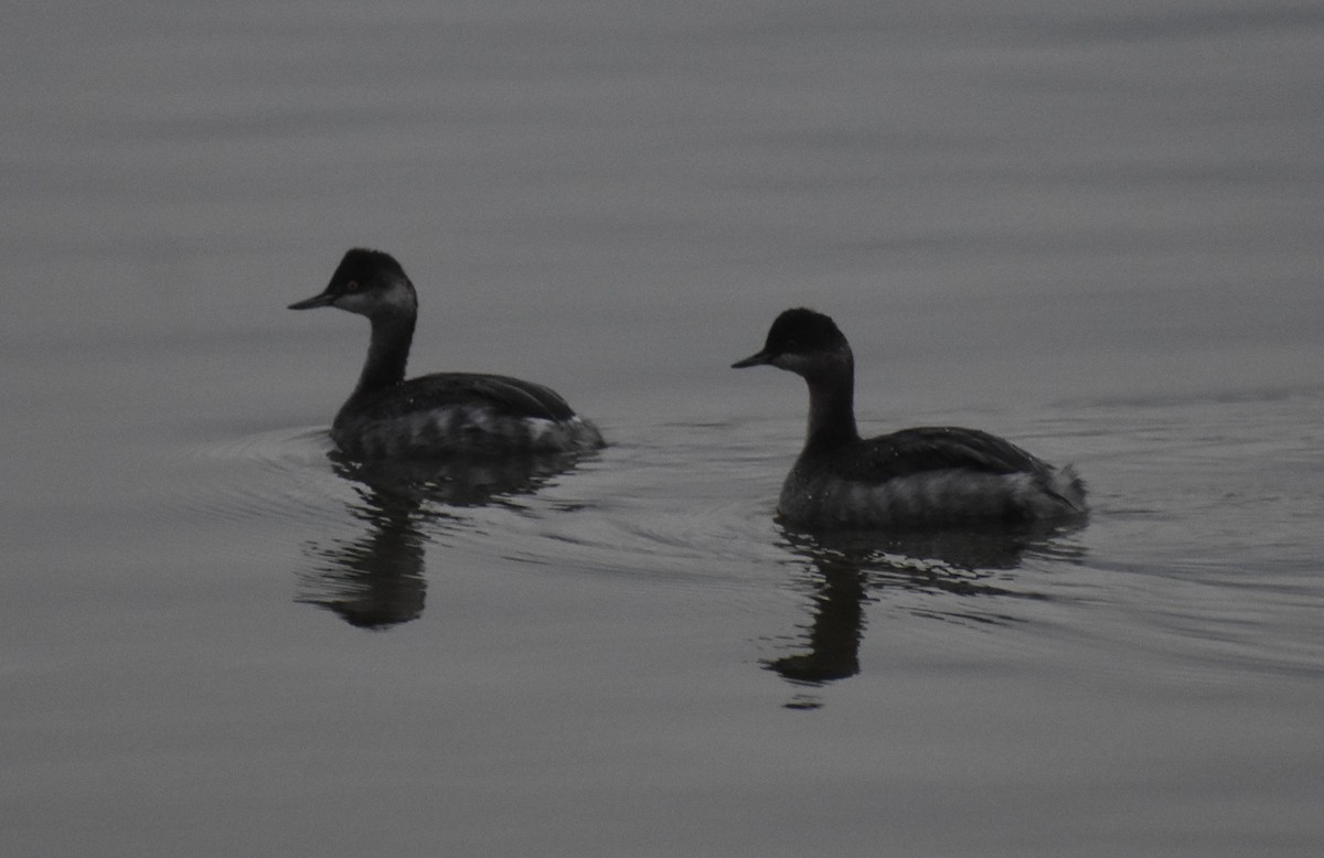 黑頸鸊鷉 - ML645786615