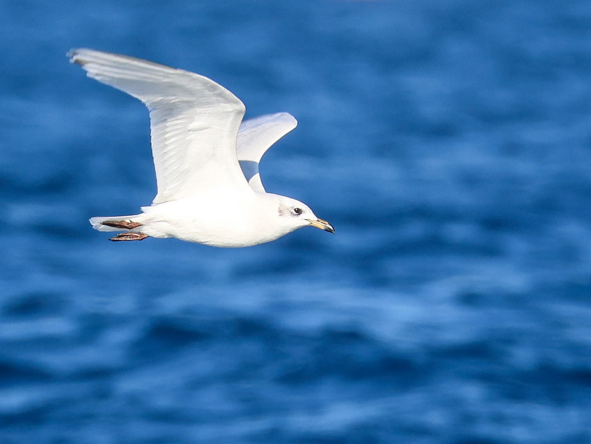 Mediterranean Gull - ML645786623