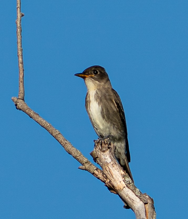 Olive-sided Flycatcher - ML645786625