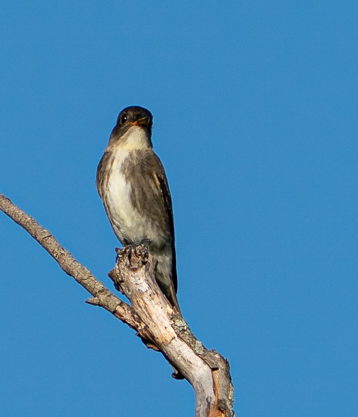 Olive-sided Flycatcher - ML645786626