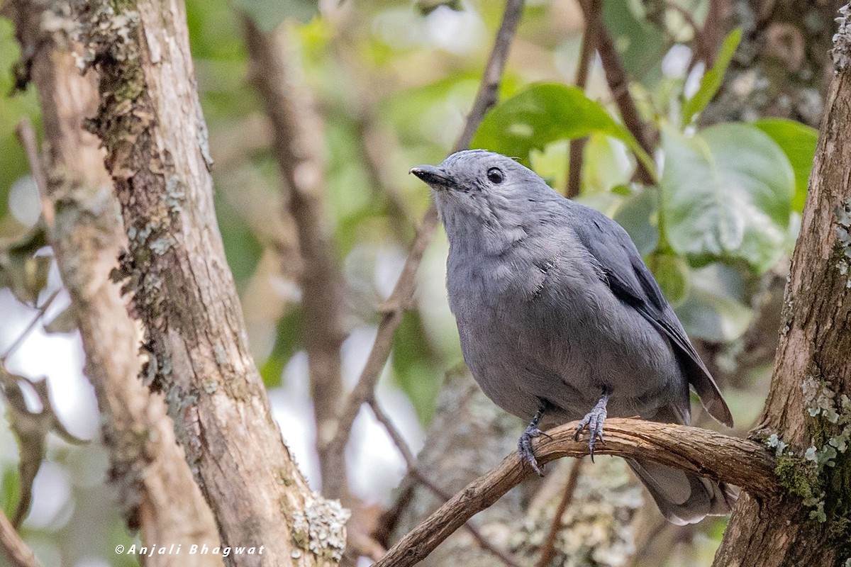 Gray Cuckooshrike - ML645786628