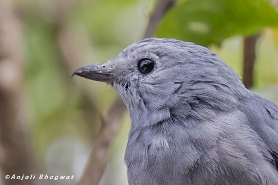 Gray Cuckooshrike - ML645786629