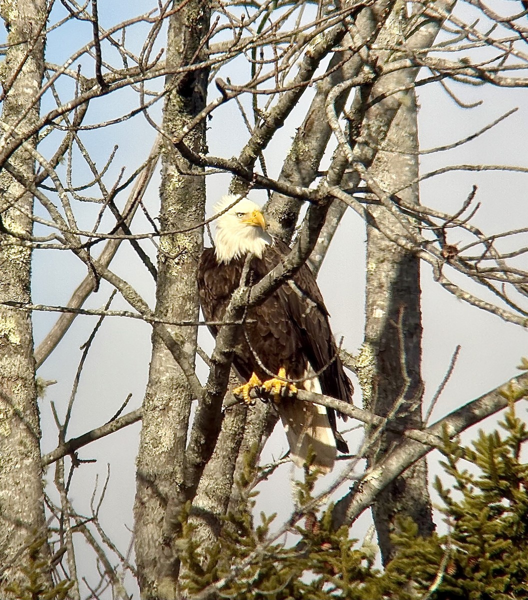 Bald Eagle - ML645786638