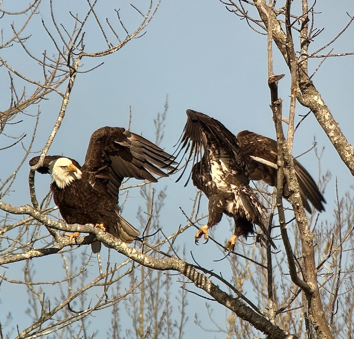 Bald Eagle - ML645786639