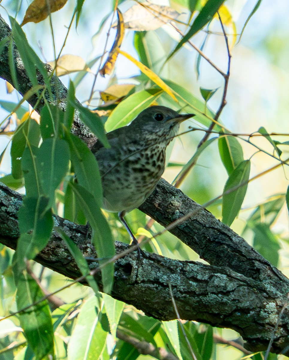 Grauwangen-Musendrossel - ML645786640