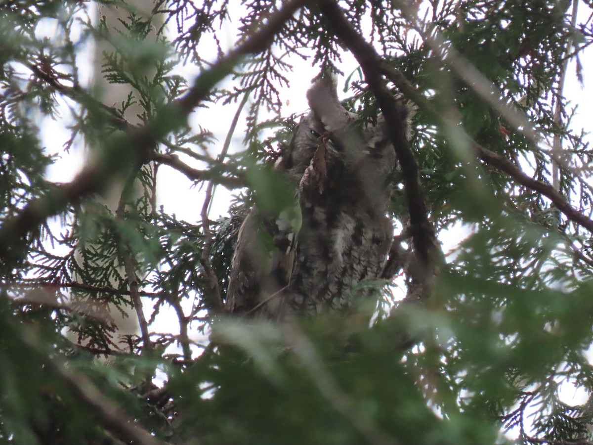 Eastern Screech-Owl - ML645786641