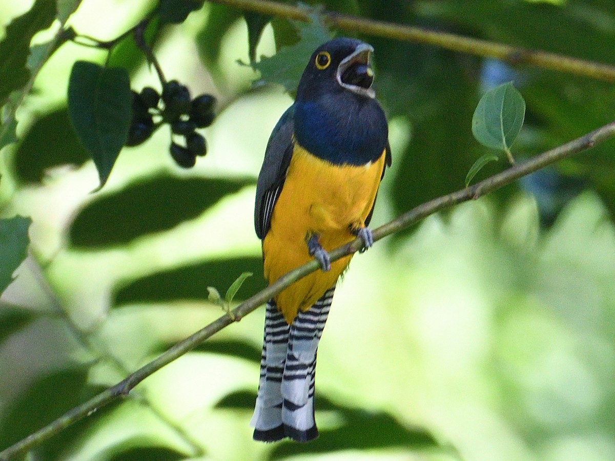 Gartered Violaceous Trogon - ML645786652