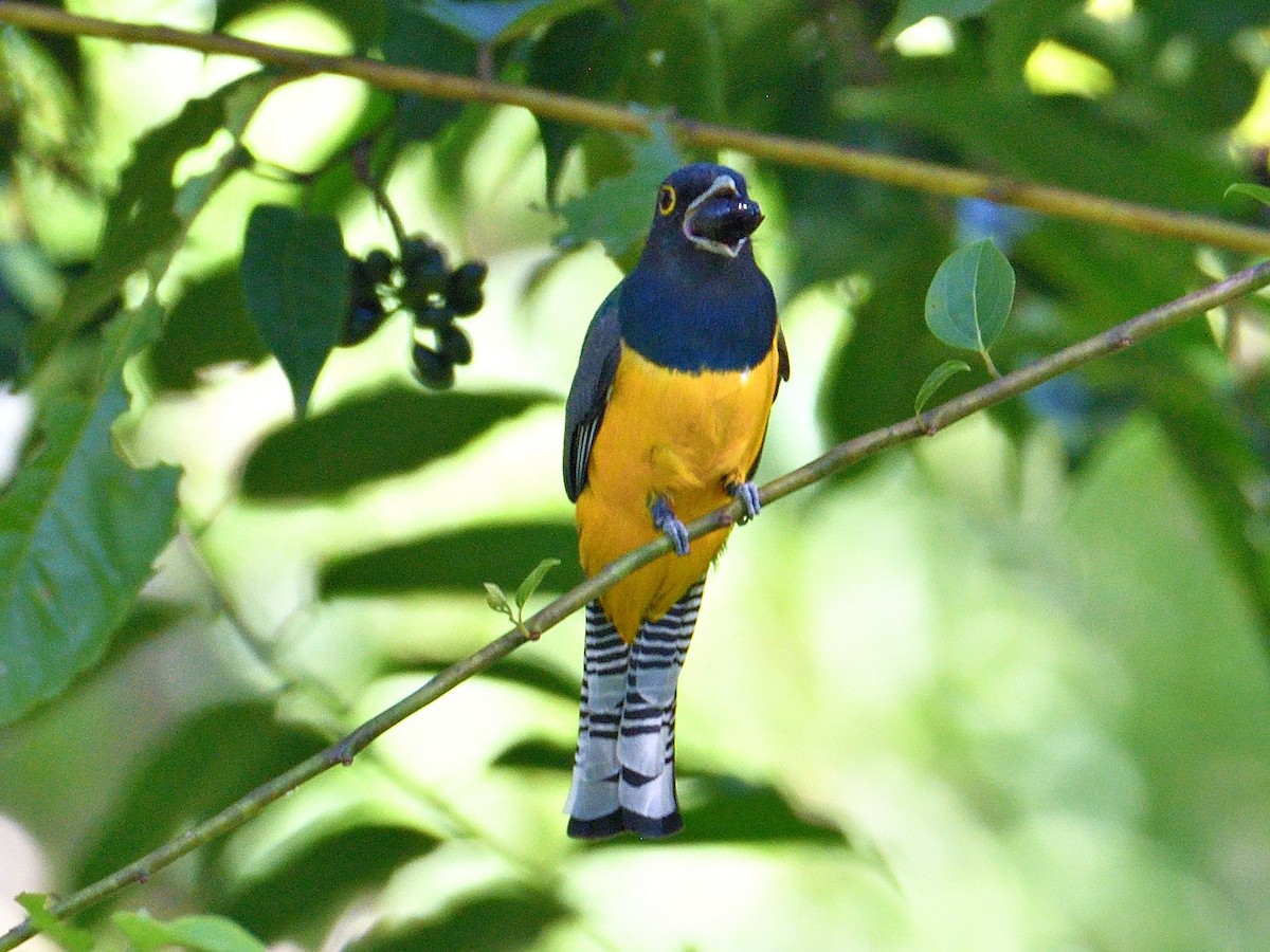 Gartered Violaceous Trogon - ML645786653