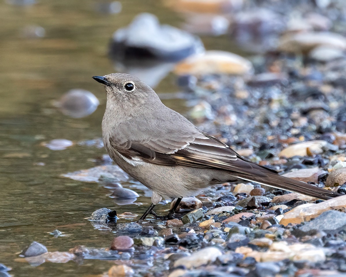 Townsend's Solitaire - ML645786654