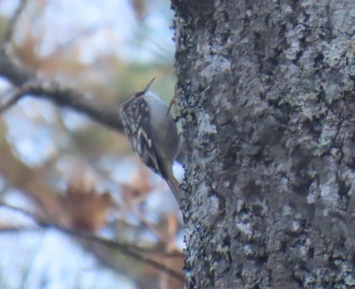 Brown Creeper - ML645786657