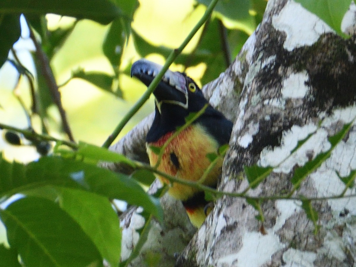 Collared Aracari - ML645786663