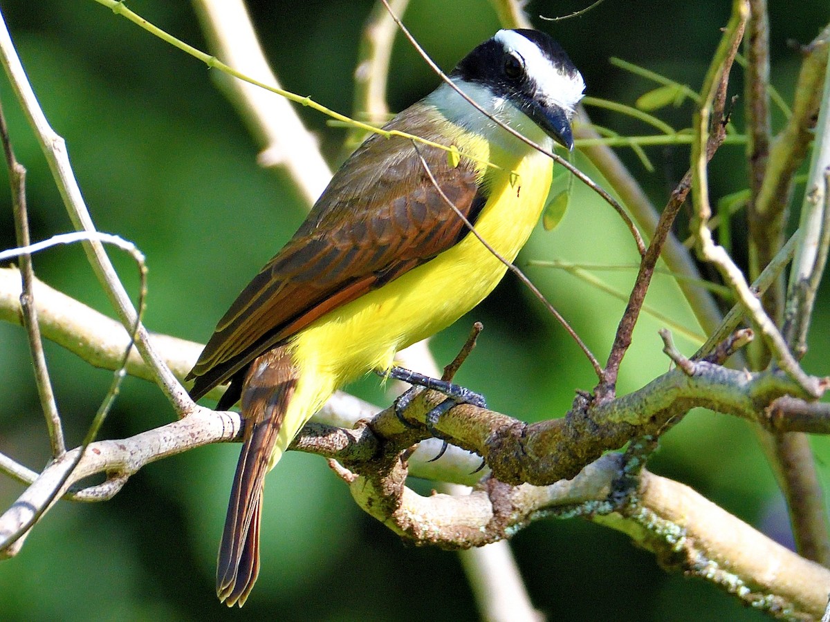 Great Kiskadee - ML645786670