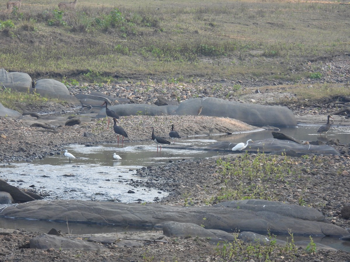 Cigüeña Negra - ML645786671