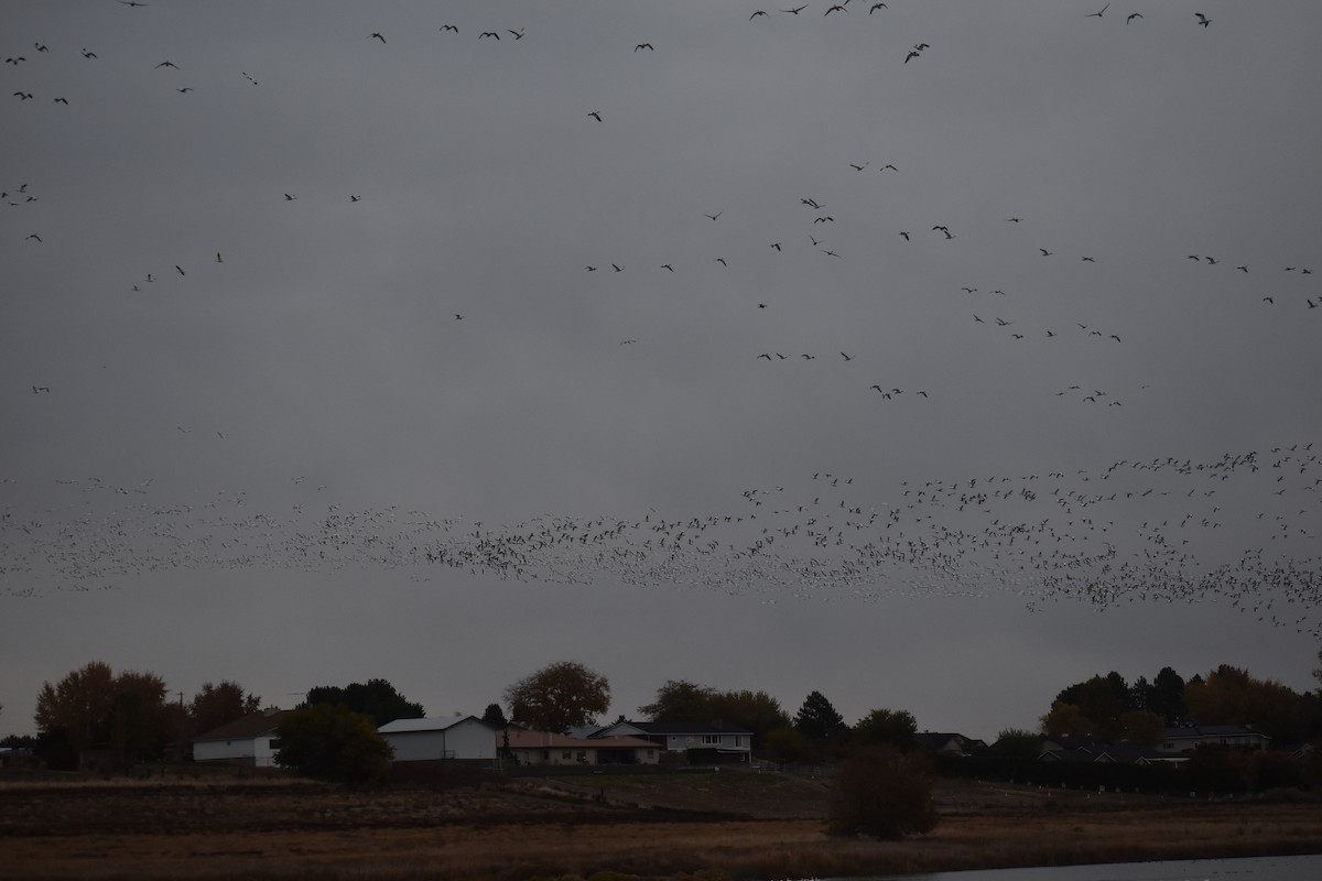 Snow Goose - ML645786676