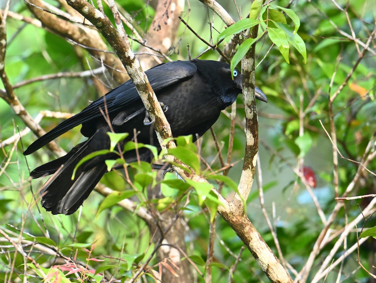 Torresian Crow - ML645786678