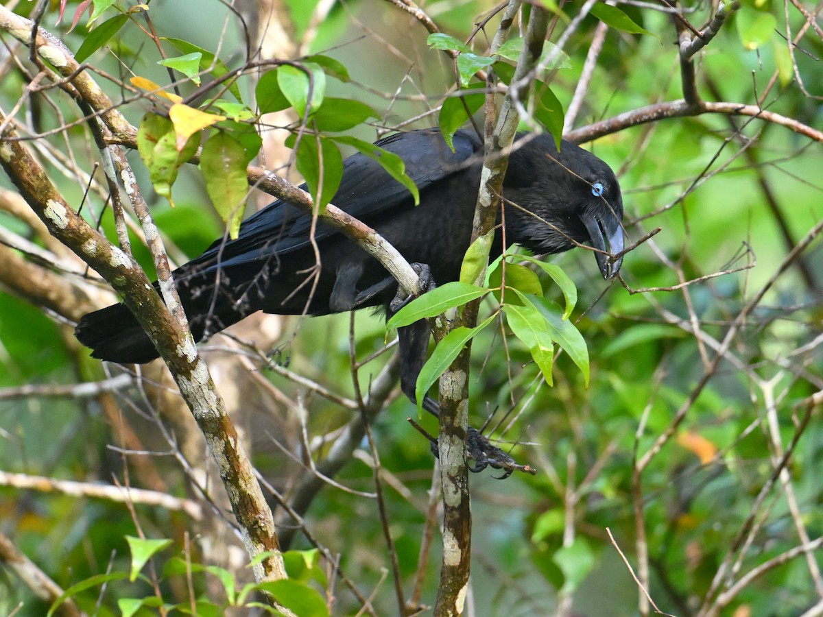 Torresian Crow - ML645786679