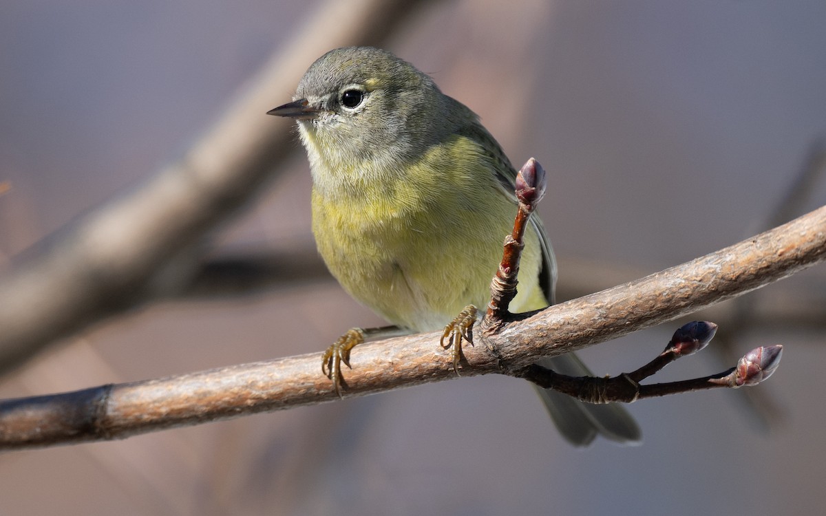Orange-crowned Warbler - ML645786684
