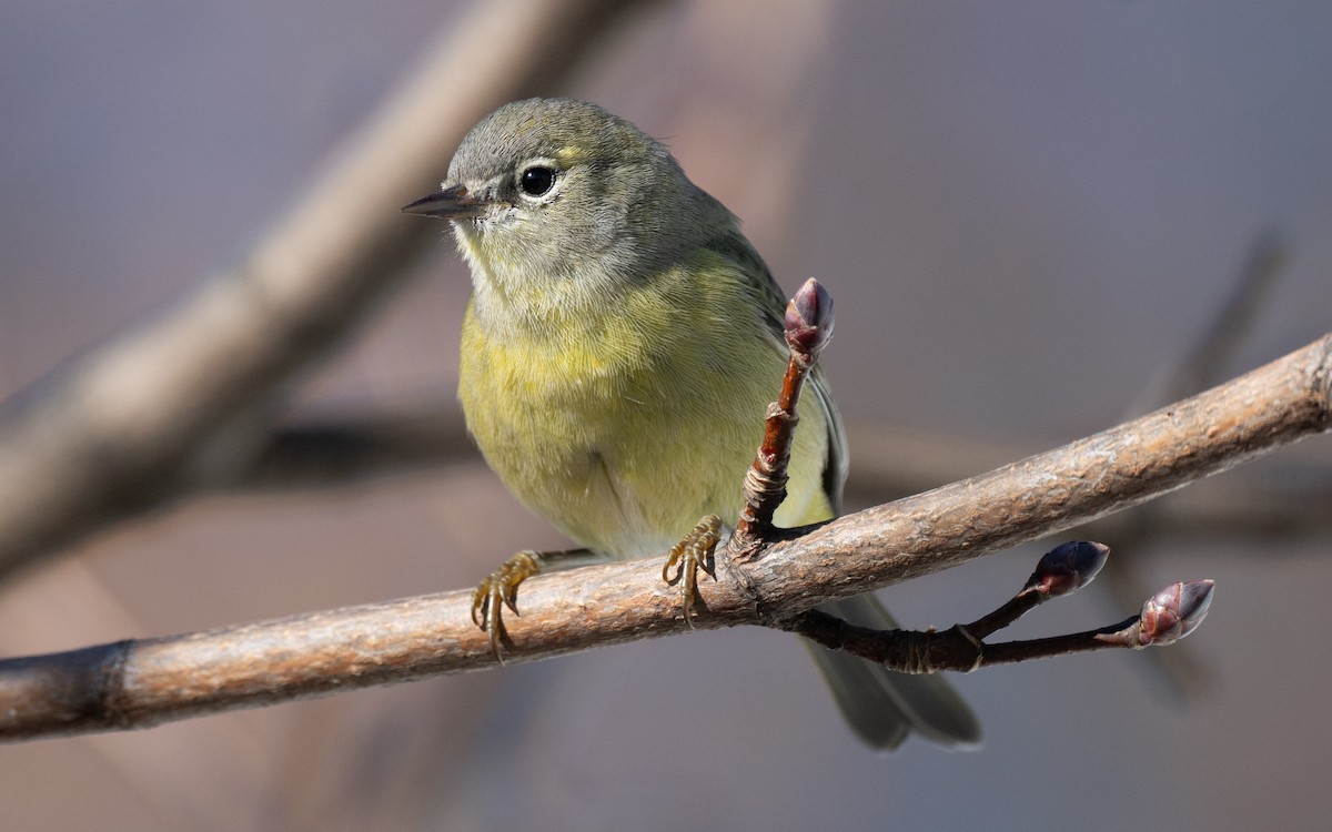 Orange-crowned Warbler - ML645786685