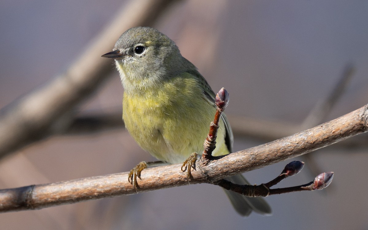 Orange-crowned Warbler - ML645786686