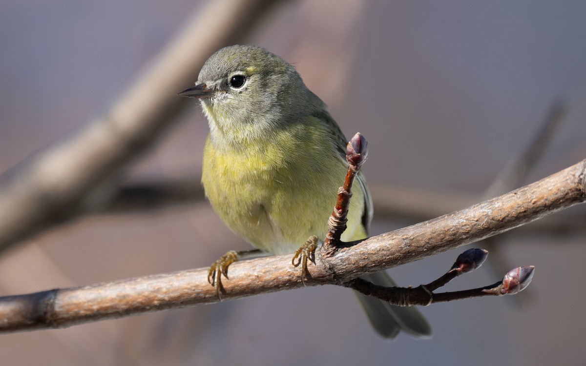 Orange-crowned Warbler - ML645786688