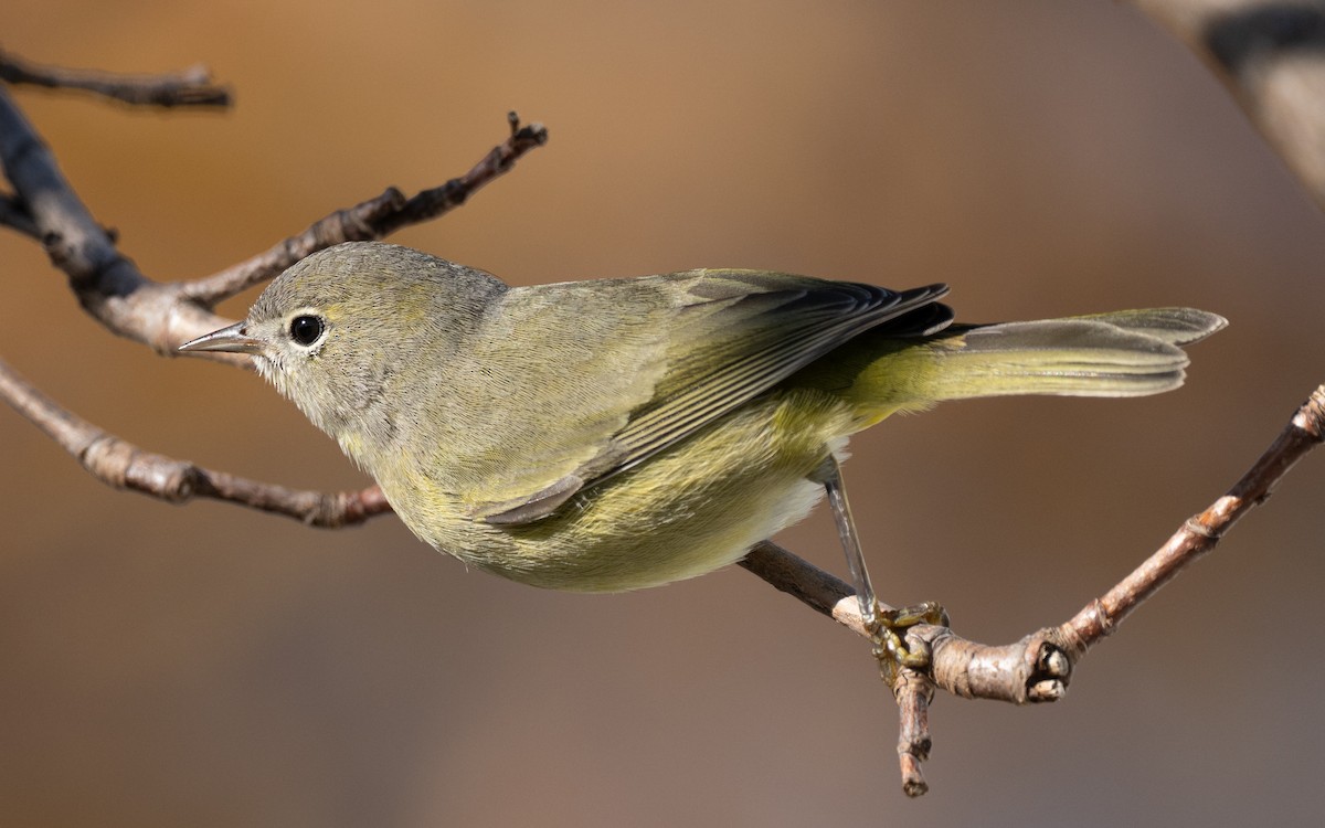 Orange-crowned Warbler - ML645786689