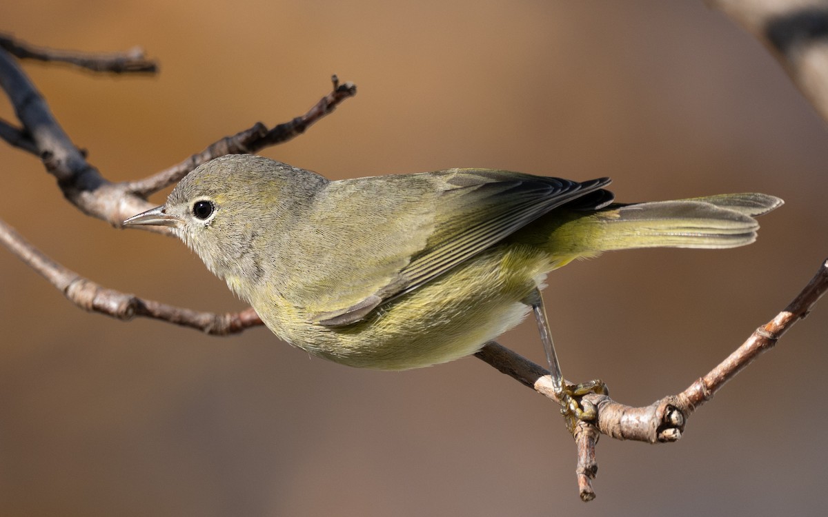 Orange-crowned Warbler - ML645786690