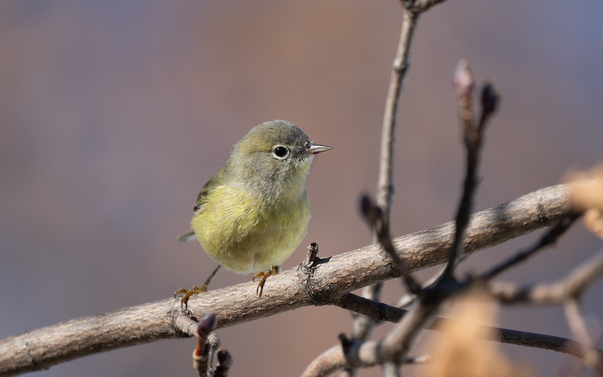 Orange-crowned Warbler - ML645786692
