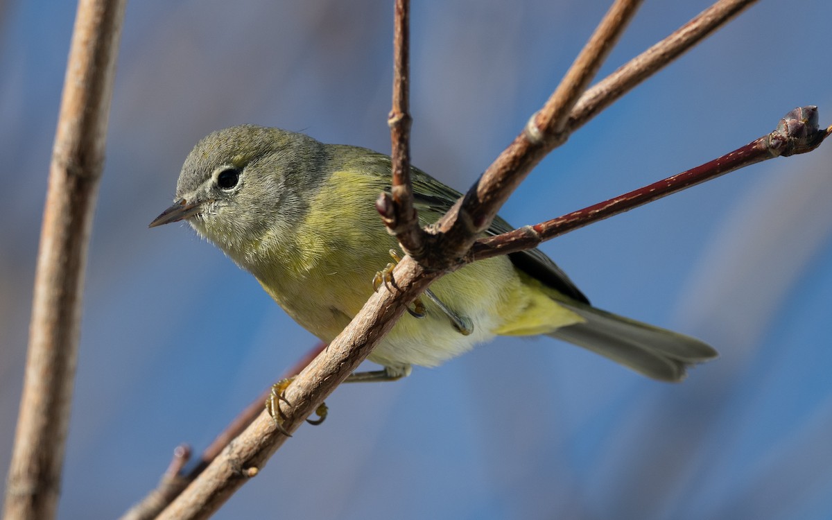 Orange-crowned Warbler - ML645786693