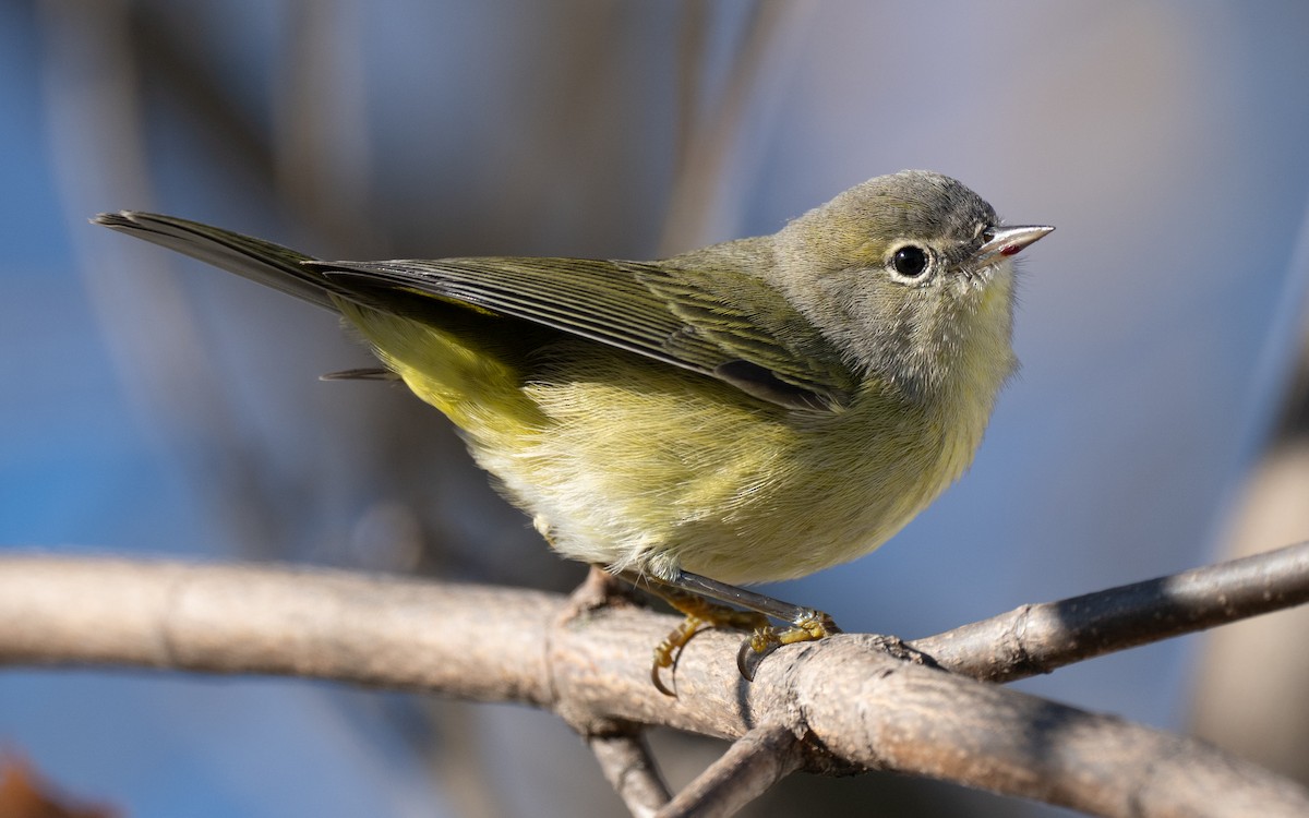 Orange-crowned Warbler - ML645786694