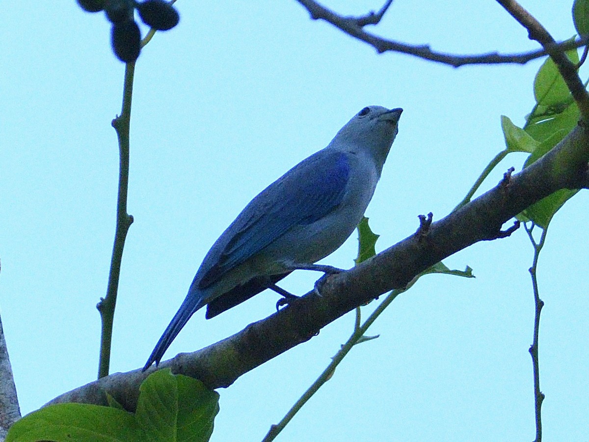 Blue-gray Tanager - ML645786697