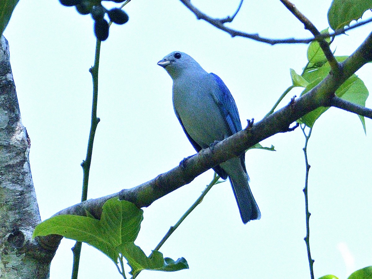 Blue-gray Tanager - ML645786698