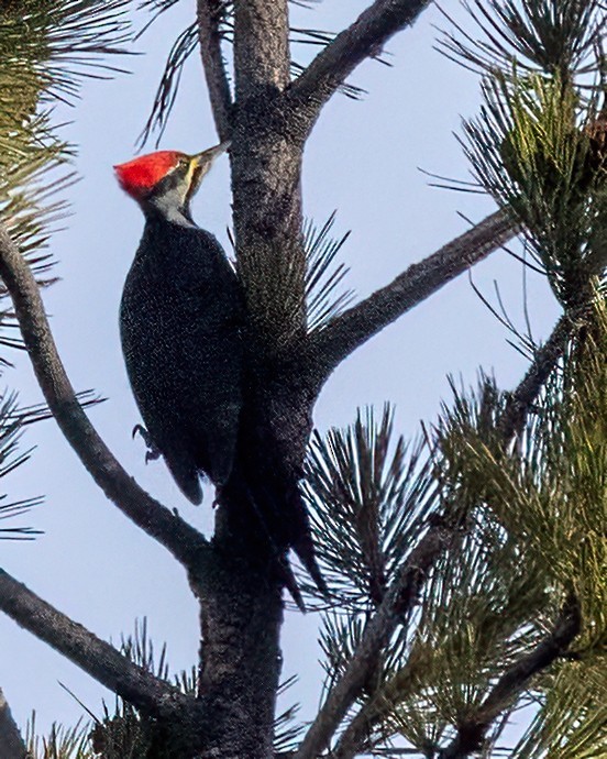 Pileated Woodpecker - ML645786700