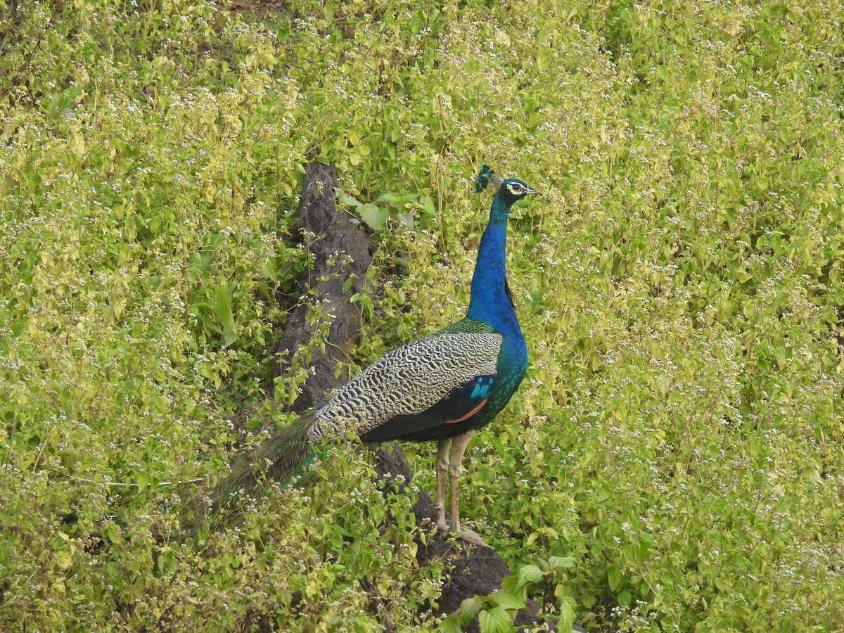 Pavo Real Común - ML645786705