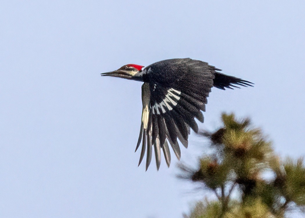 Pileated Woodpecker - ML645786712