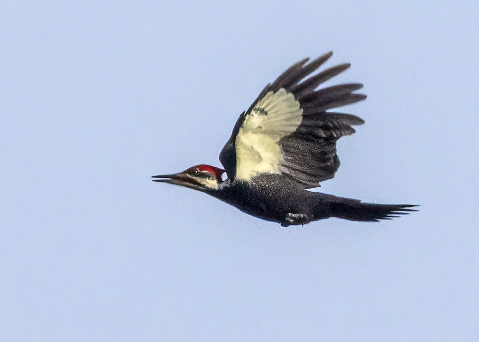 Pileated Woodpecker - ML645786717