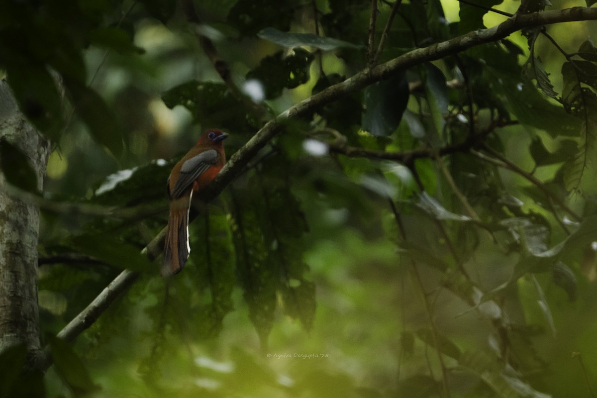 Трогон червоноголовий - ML645786720