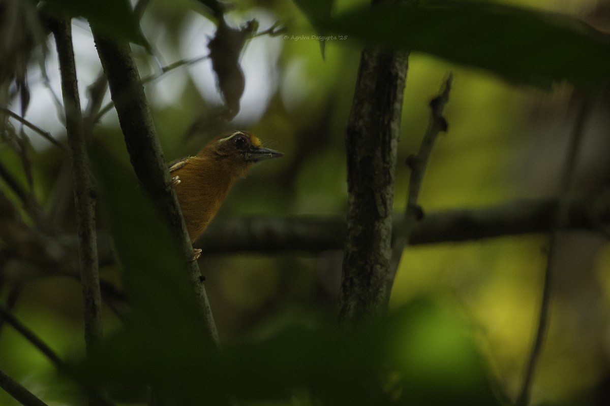 White-browed Piculet - ML645786725