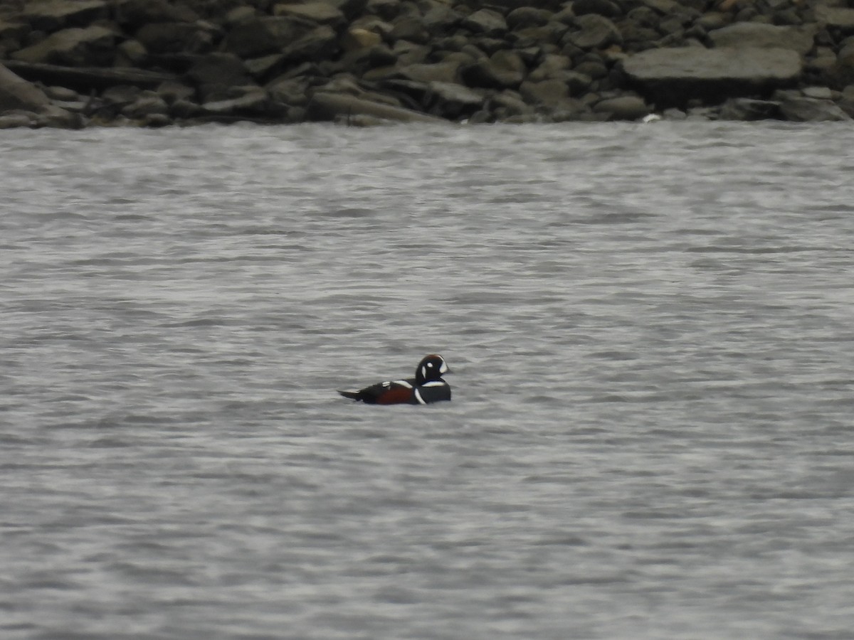 Harlequin Duck - ML645786730