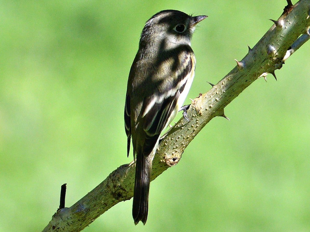 Least Flycatcher - ML645786734