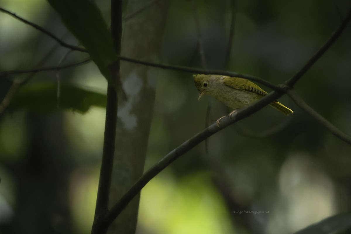 White-bellied Erpornis - ML645786735