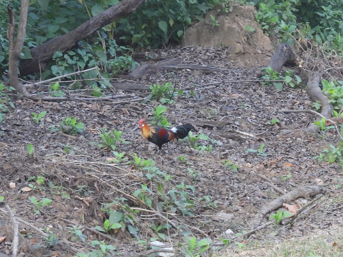 Gallo Bankiva - ML645786737