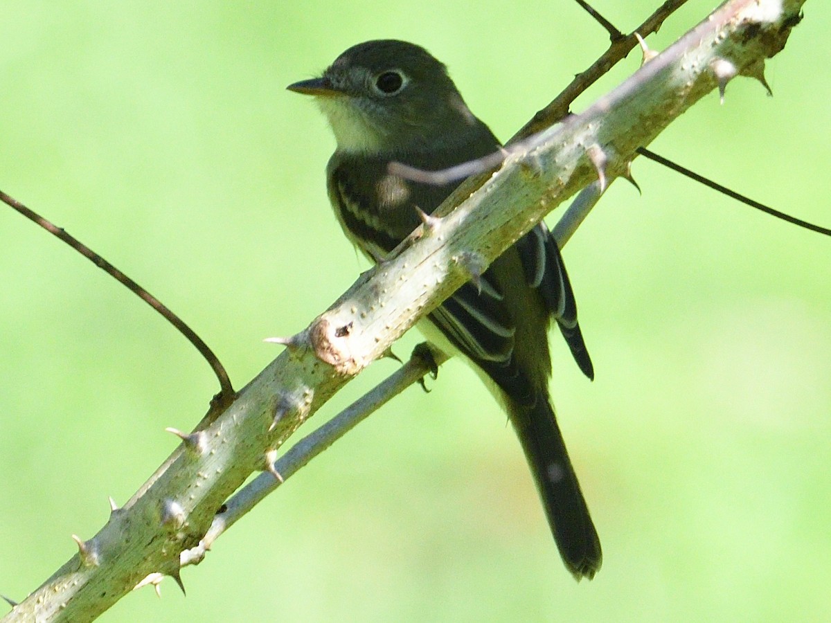 Least Flycatcher - ML645786738