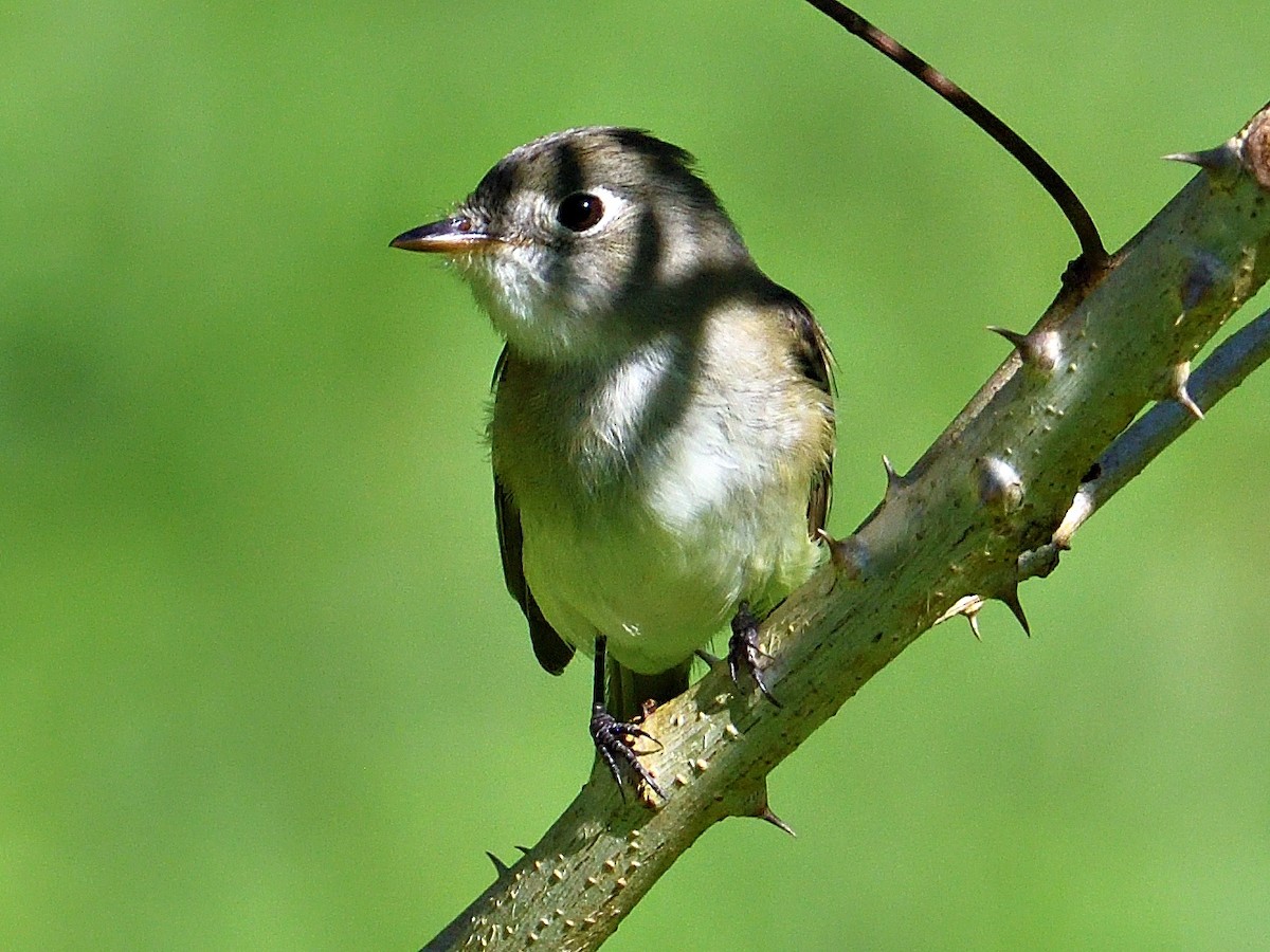 Least Flycatcher - ML645786739