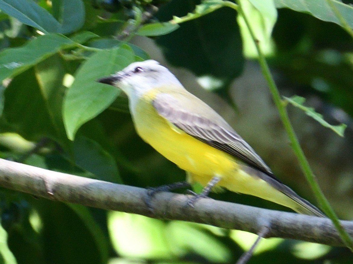 Couch's Kingbird - ML645786741