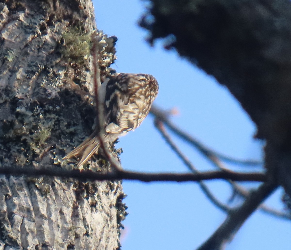 Brown Creeper - ML645786751