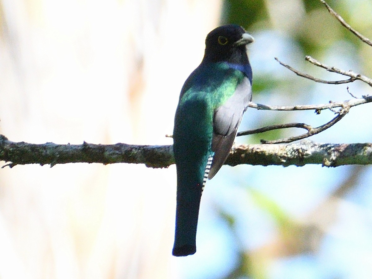 Gartered Violaceous Trogon - ML645786755