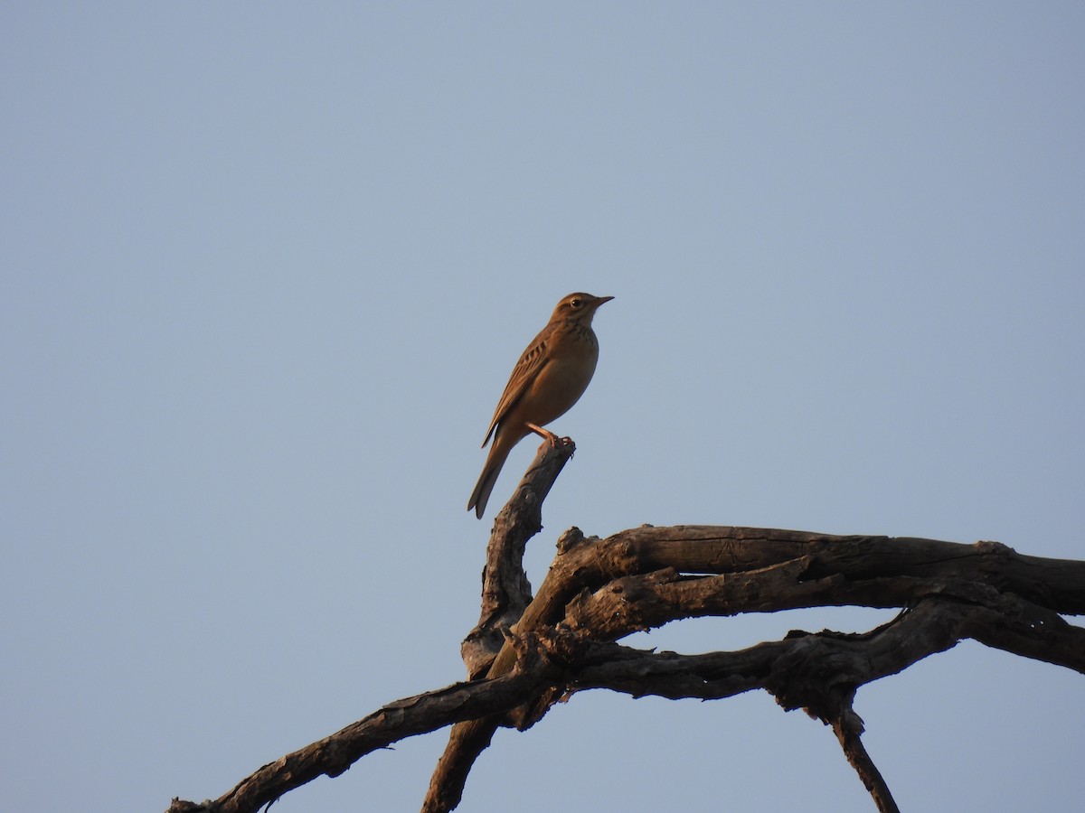 Bisbita Oriental - ML645786758