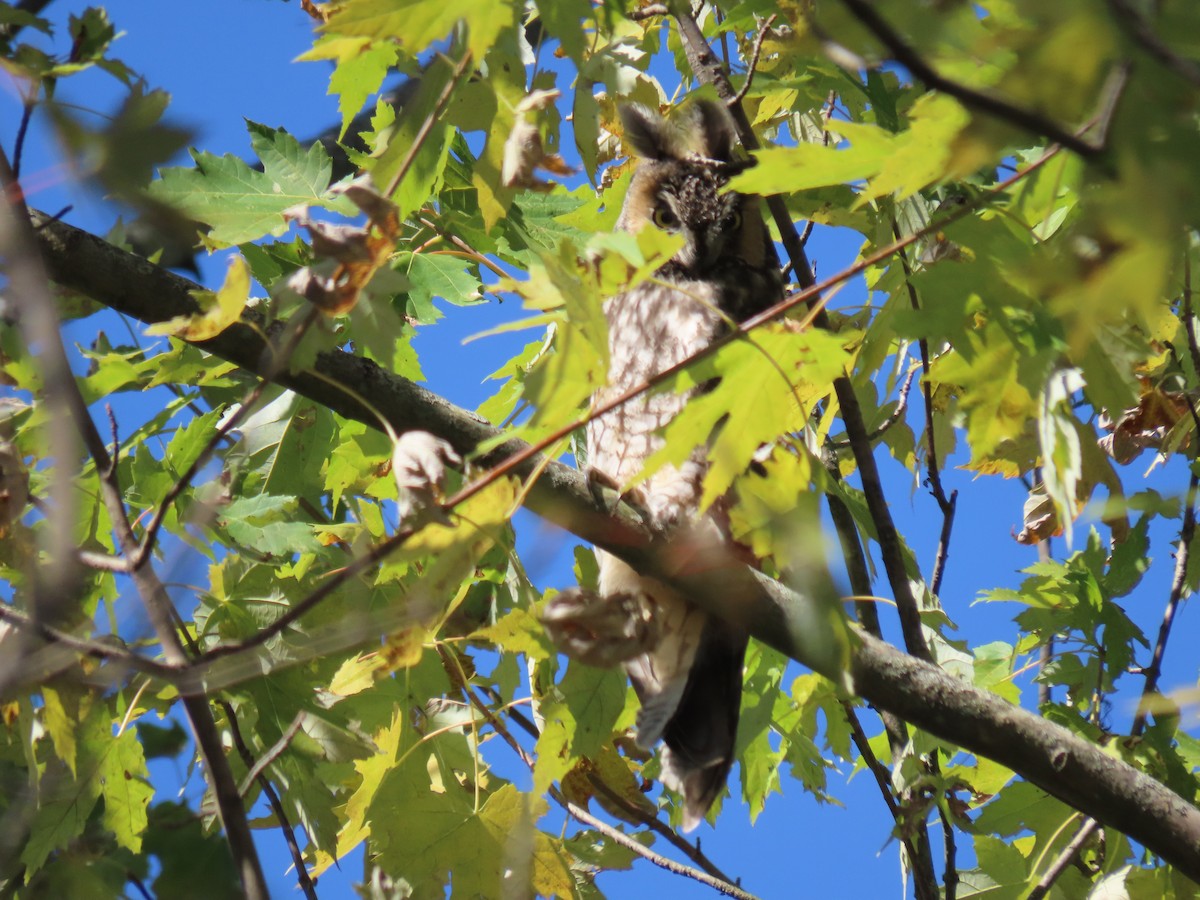 Long-eared Owl - ML645786761