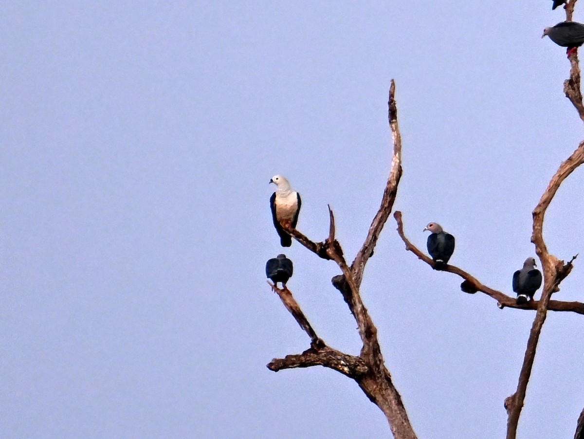 Пінон смарагдовий - ML645786762